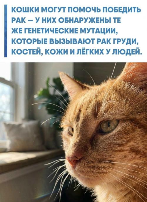 У животных обнаружили те же нарушения в днк, которые вызывают рак груди, костей, кожи и лёгких у человека.  