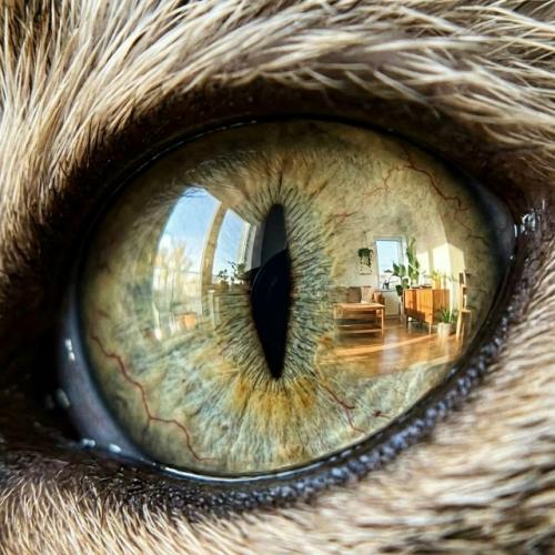 У животных обнаружили те же нарушения в днк, которые вызывают рак груди, костей, кожи и лёгких у человека. 02