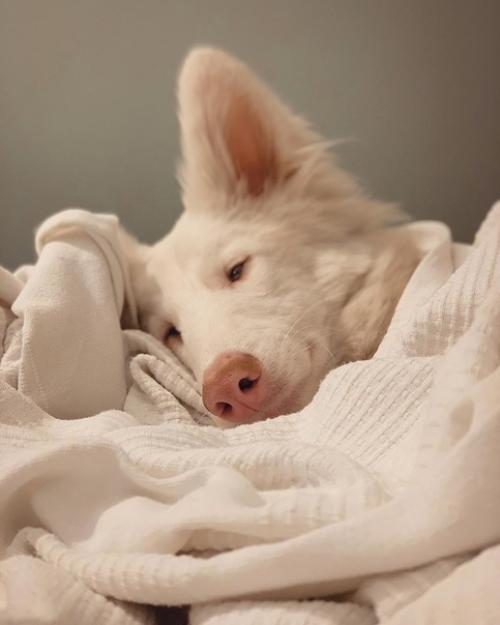 Пес - альбинос по кличкe август. 02