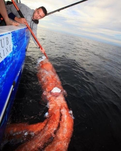 Такое вот чудо встретили рыбаки возле азорских островов. 01