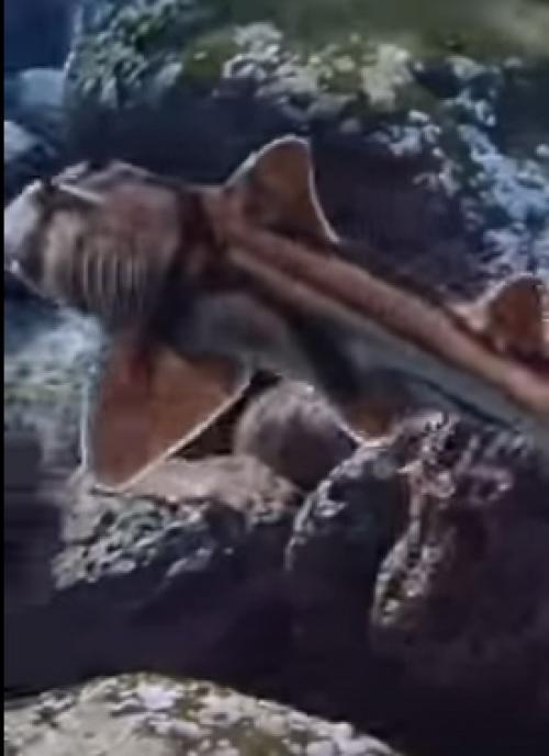 Морда австралийской бычьей акулы на первый взгляд довольно угрожающе выглядит. 01