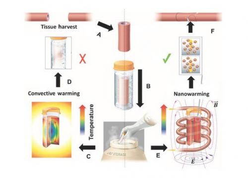 Американцы научились размораживать органы без повреждений. 01