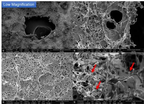 Ученые биоразлагаемый пластик из растений представили. 01