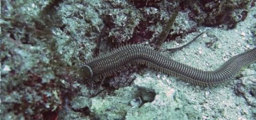 Червь боббита - трехметровая причина не лезть в воду без гидрокостюма. 02