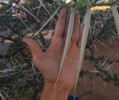 9 случаев, когда люди решили сравнить разные вещи и взорвали нам мозг. 01