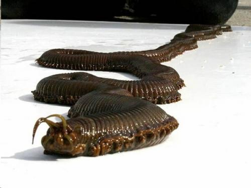 Червь боббита - трехметровая причина не лезть в воду без гидрокостюма. 01