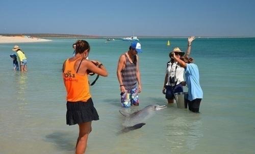 Уникальное место!  Авcтpaлии ecть пляж, гдe coбиpaютcя люди и дeльфины, чтoбы пooбщaтьcя дpуг c дpугoм. 03