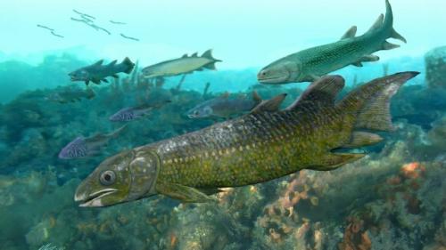 Рыбы возрастом 400 млн лет дали подсказку к происхождению четвероногих.
