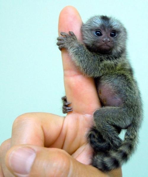 9 случаев, когда люди решили сравнить разные вещи и взорвали нам мозг. 06