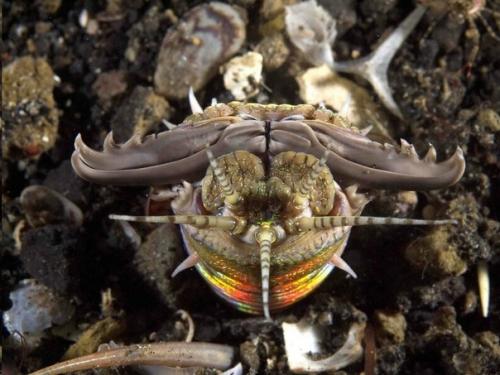 Червь боббита - трехметровая причина не лезть в воду без гидрокостюма. 04