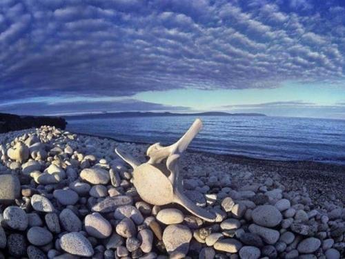 Китовая аллея, Чукотка. 05 Китовая аллея, Чукотка. 05