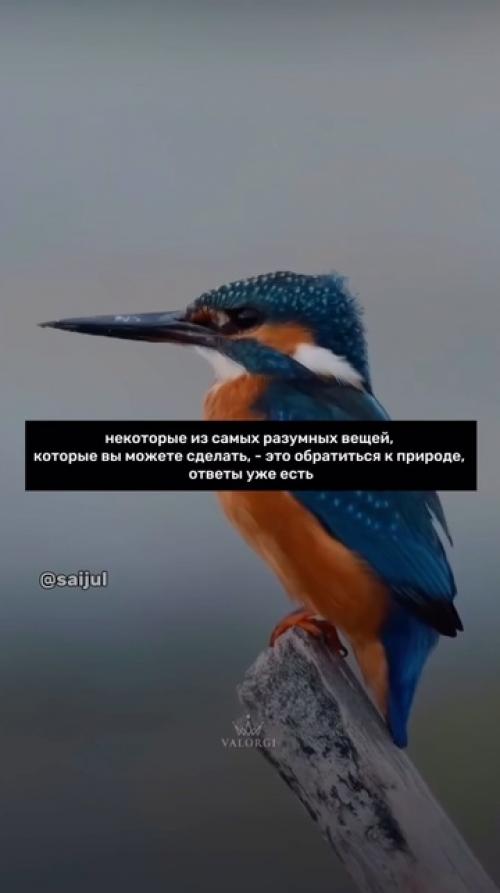 Целая отрасль науки - бионика, изучающая природу с целью применения в промышленности. 06