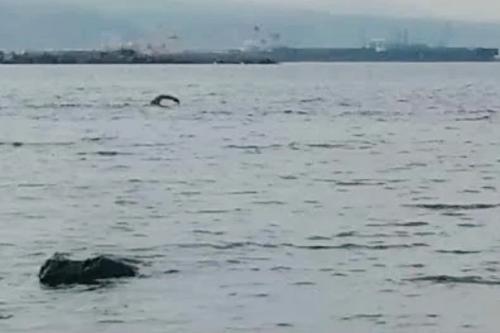 Карадагский змей.  Свидетельства о мезозойском ящере в чёрном море. 03