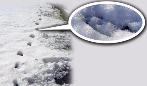 Девонширский дьявол.
Ezomir.

