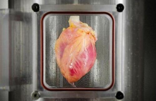 Биологи человеческое сердце из клеток кожи вырастили. Биологи человеческое сердце из клеток кожи вырастили.