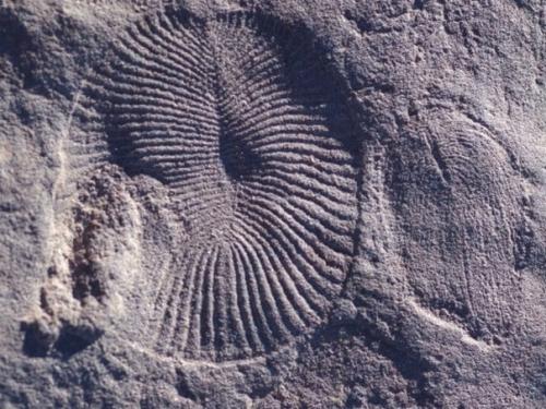 Ученые шестое массовое вымирание в древнем прошлом земли обнаружили. 02