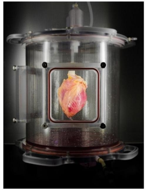 Американские ученые первое живое сердце вырастили.