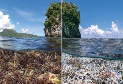 Обесцвечивание и гибель кораллов грозят тотальным уничтожением большого барьерного рифа.