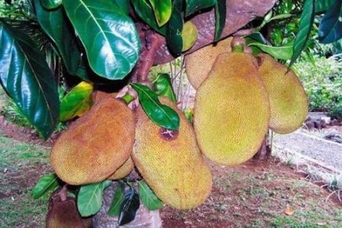 В западной Африке произрастает самое сладкое растение - кустарник 