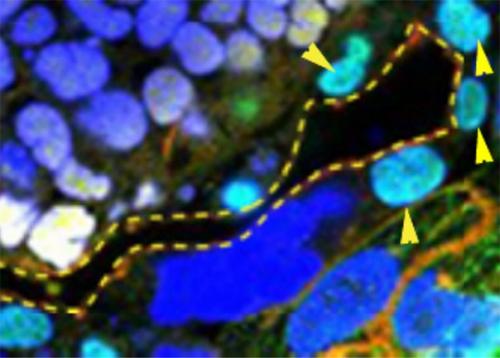 Ученые в пробирке 13-дневные человеческие эмбрионы вырастили.