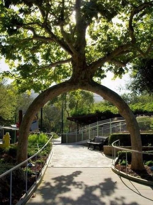 Самые странные деревья в мире. 01