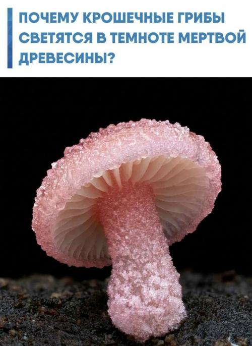 Яркое свечение мицен - это не декоративный эффект, а биологический навигатор для насекомых.  