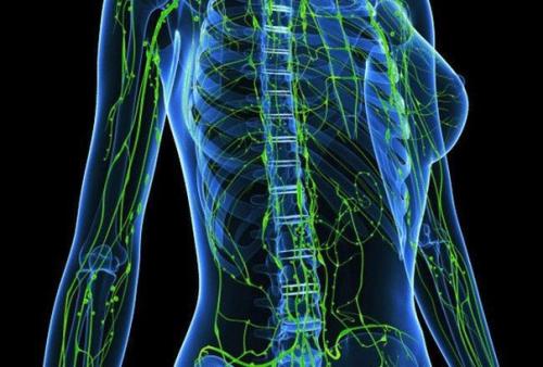 Лимфа - живая вода нашего организма.

