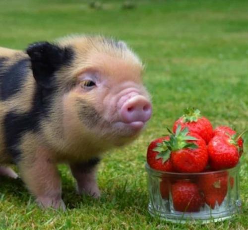 Обычные свиньи, не могут поднять голову, чтобы посмотреть в небо, связано это, с их анатомическими особенностями тела. 01