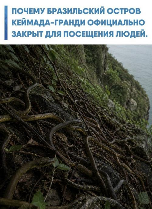 На этом клочке суши в атлантическом океане концентрация ядовитых змей достигает критических отметок, делая высадку смертельно опасной.  