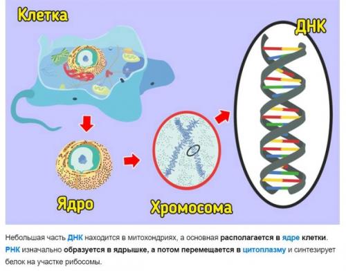 Днк свиньи и человека совпадают. Как связаны между собой ДНК И  белок. Разница между ДНК И РНК. Различие между ДНК И ДНП. ДНК между мальчиком и девочкой.