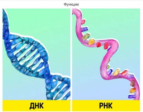 В чем разница между днк и РНК. 04