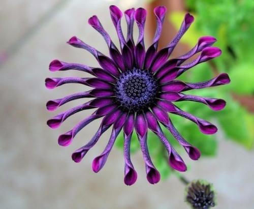 Капская или африканская маргаритка (Osteospermum).
