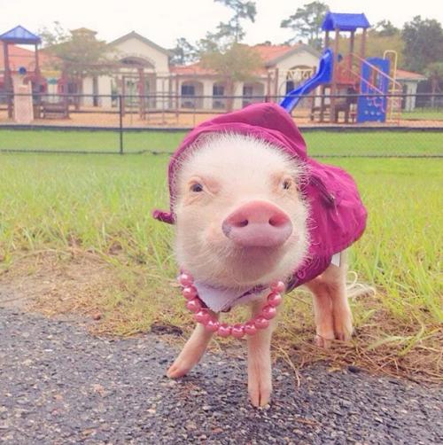 Обычные свиньи, не могут поднять голову, чтобы посмотреть в небо, связано это, с их анатомическими особенностями тела. 02