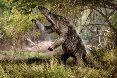 Йети или доисторический ленивец - кем является тот самый снежный человек. 01 Йети или доисторический ленивец - кем является тот самый снежный человек. 01