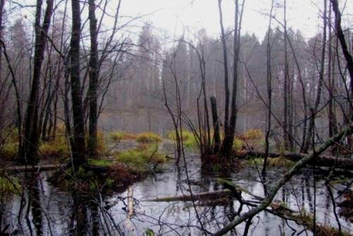 Чертово болото.  Урал. 03