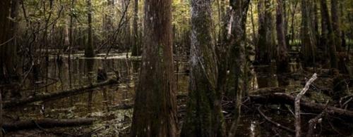 Никому не известные криптиды гайаны. 03