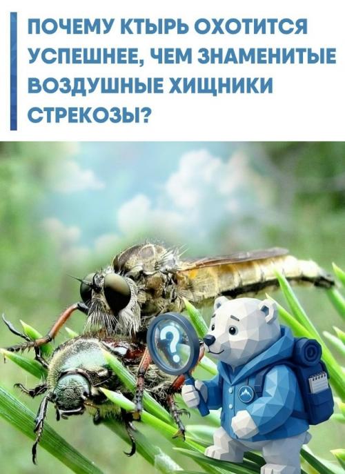 Стрекозы считаются эталоном мастерства в небе, но в мире насекомых есть охотник, чья эффективность значительно выше.  