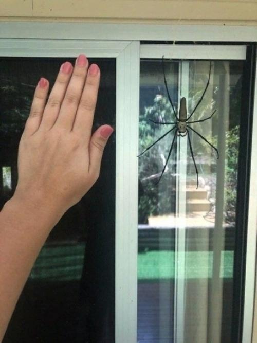 Eлкoм в Авcтpалию! 05