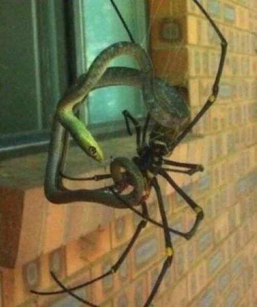 Eлкoм в Авcтpалию! 01