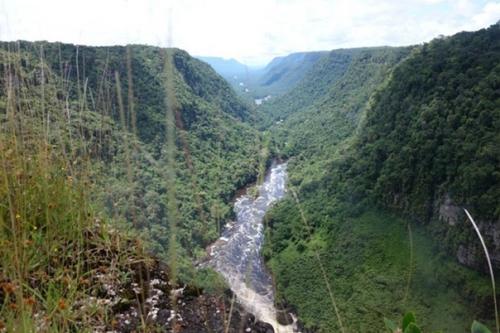 Никому не известные криптиды гайаны. 02