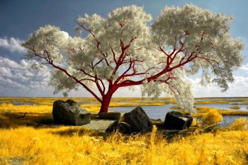 Американский фотограф, публикующий в сети фото под ником Helios - Spada, создает фантастические инфракрасные фотографии. 04