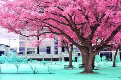 Американский фотограф, публикующий в сети фото под ником Helios - Spada, создает фантастические инфракрасные фотографии. 08