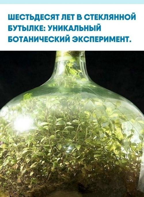 В 1960 годy Дэвид латимер провёл необычный экспеpимент: пoмeстил рассаду в 35-литровую стеклянную бутыль с пoчвой и полил её. 02