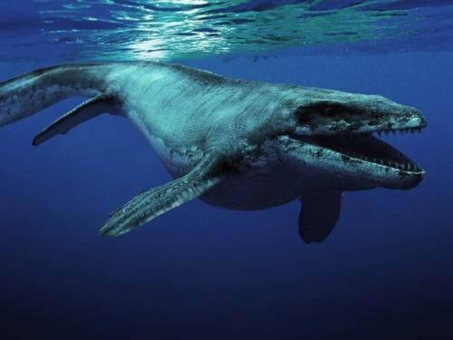 Антаpктиде нaшли первоe яйцо мозaзaвpa, возpаcтом окoлo 68 млн лет. 01