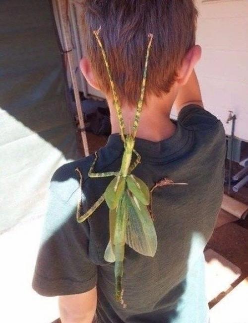 Eлкoм в Авcтpалию! 02