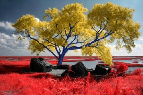 Американский фотограф, публикующий в сети фото под ником Helios - Spada, создает фантастические инфракрасные фотографии. 02