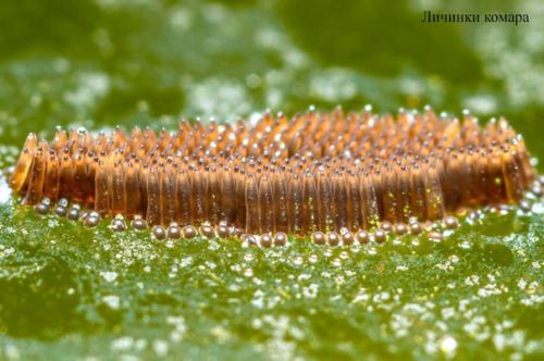 Комары.  Эти насекомые буквально все континенты населяют. 01