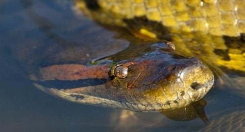 Никому не известные криптиды гайаны. 01