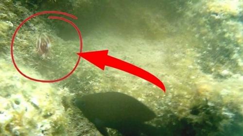 Никому не известные криптиды гайаны. 04