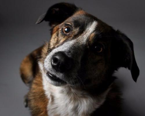 Внутри собаки.  В мозге собак обнаружились центры, ответственные за восприятие голосов и речи - впервые такие области нашлись не у приматов. Внутри собаки.  В мозге собак обнаружились центры, ответственные за восприятие голосов и речи - впервые такие области нашлись не у приматов.